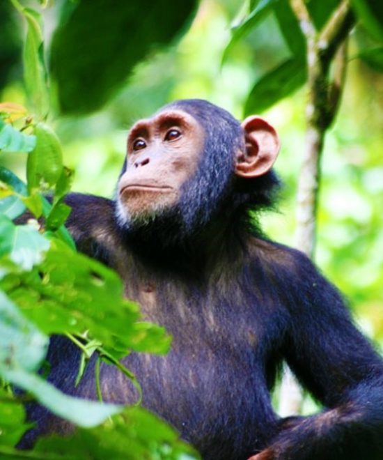 Kibale forest national park chimpanzee experience