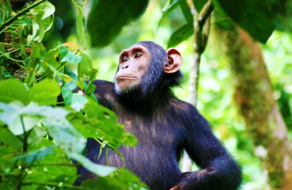 Kibale forest national park chimpanzee experience