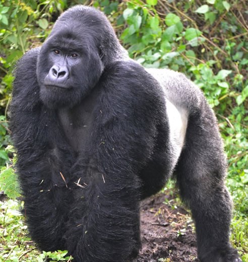13 Days, Ziwa Rhinos, Murchison, Kibale, Semiliki, Queen Elizabeth, Bwindi, Bunyonyi And Lake Mburo Experience