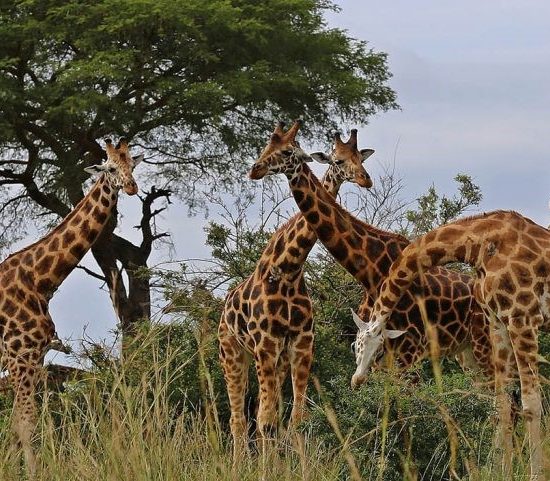 Murchison falls national park experience