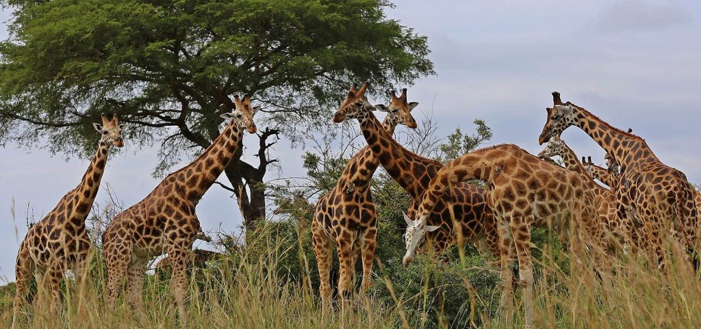 Murchison falls national park experience