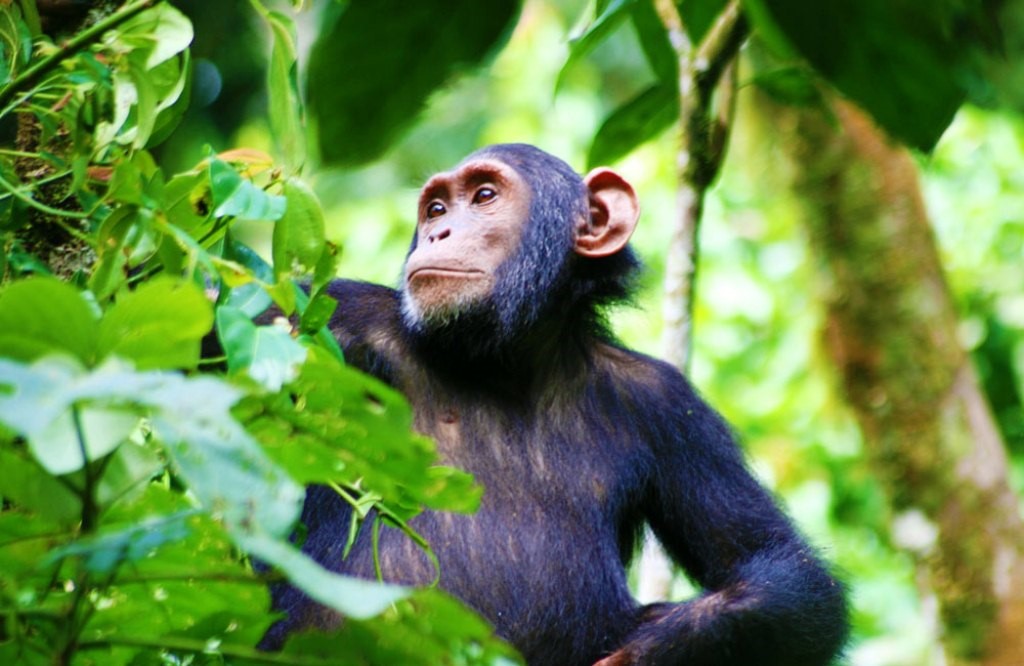 A Chimpanzee at Kibale Forest National Park
