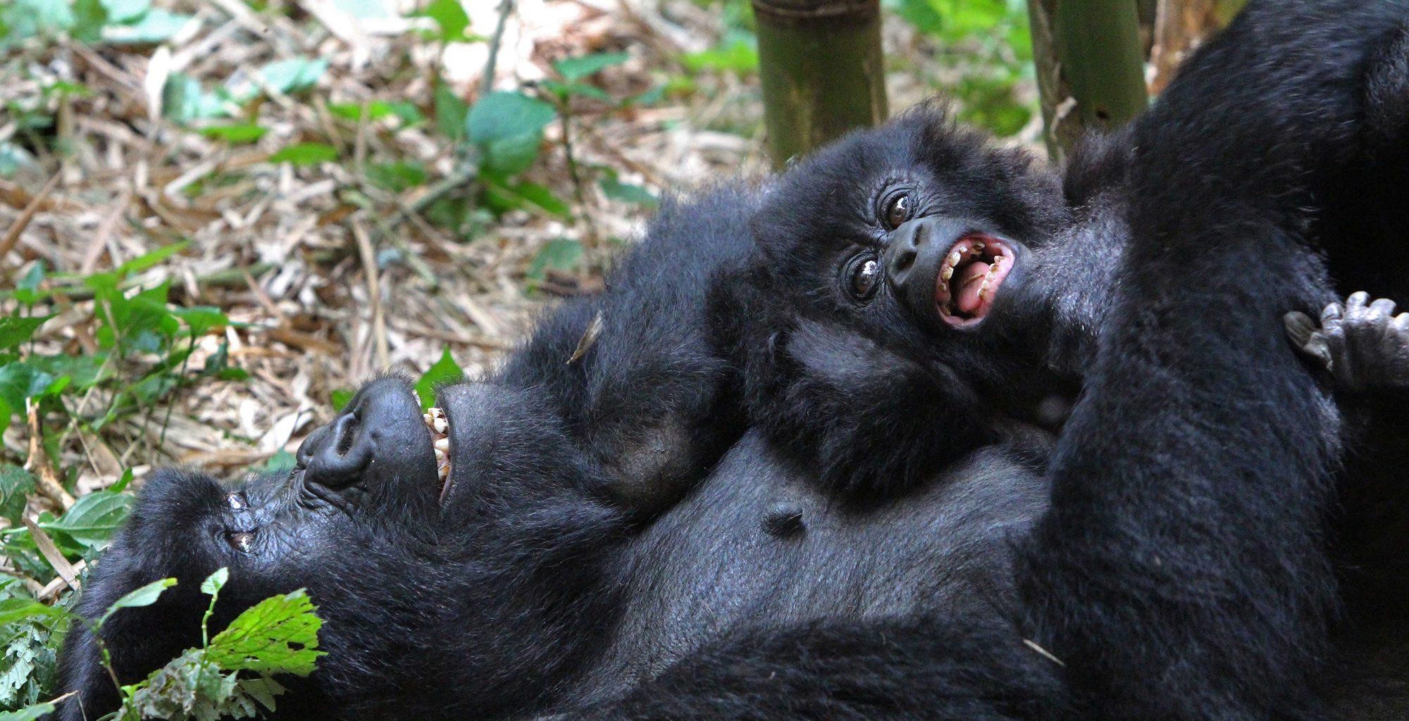 A Mother Mountain Gorilla having a good time with her baby