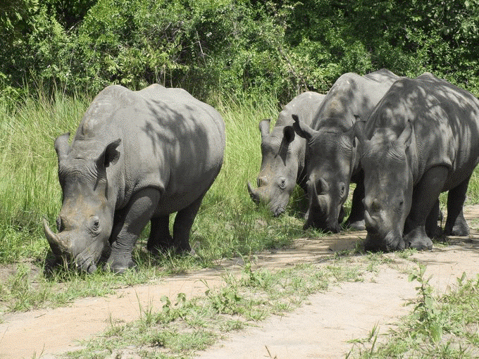 Sipi, Kidepo, and Murchison