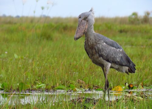 Uganda chimps, gorillas, birds, landscape and culture