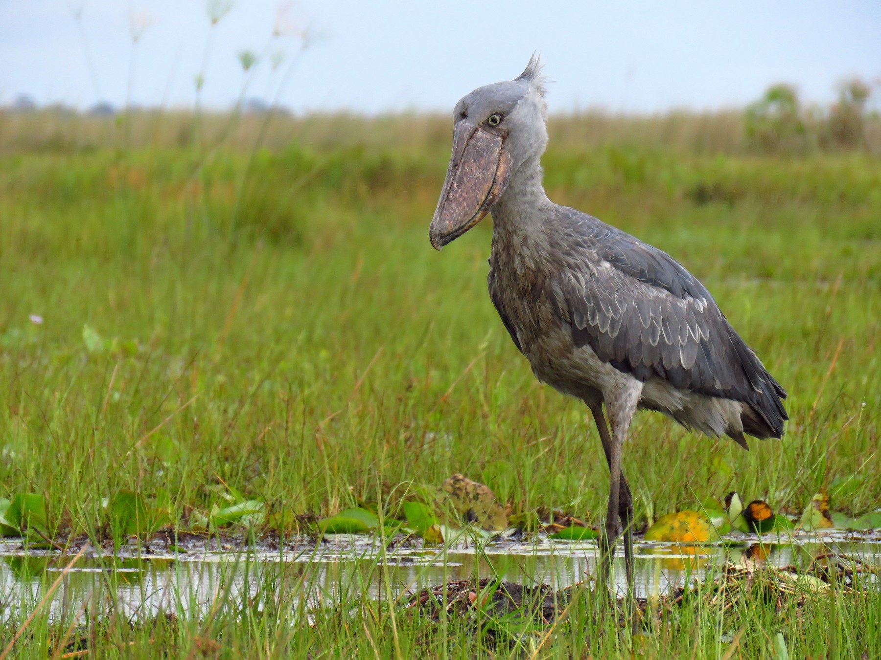 Uganda chimps, gorillas, birds, landscape and culture