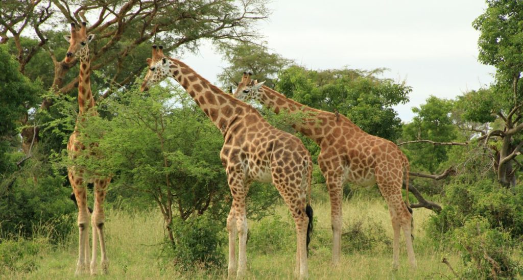 A herd of Giraffes at Murchison Falls National Park