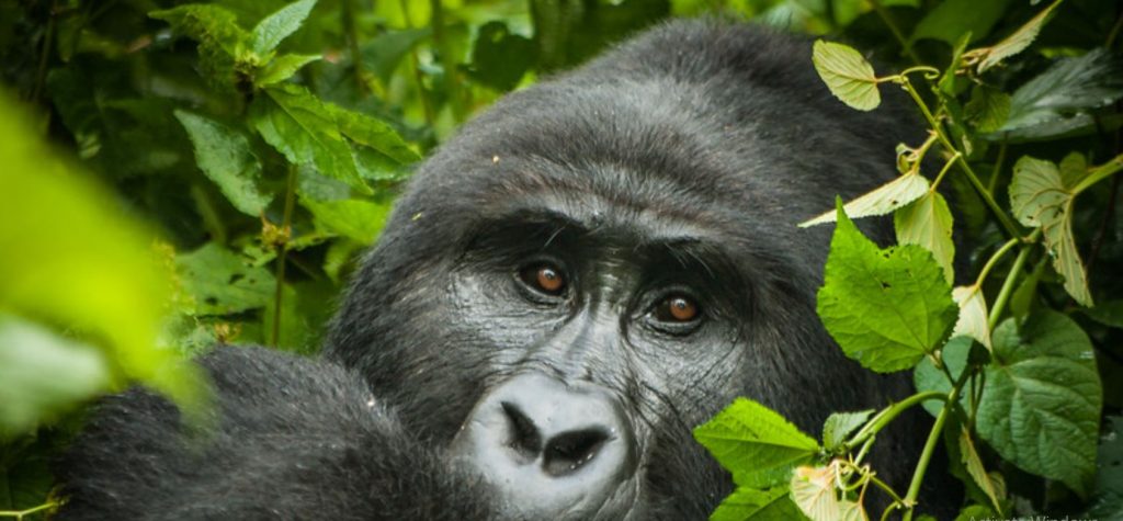 A Mother Mountain Gorilla having a good time with her baby