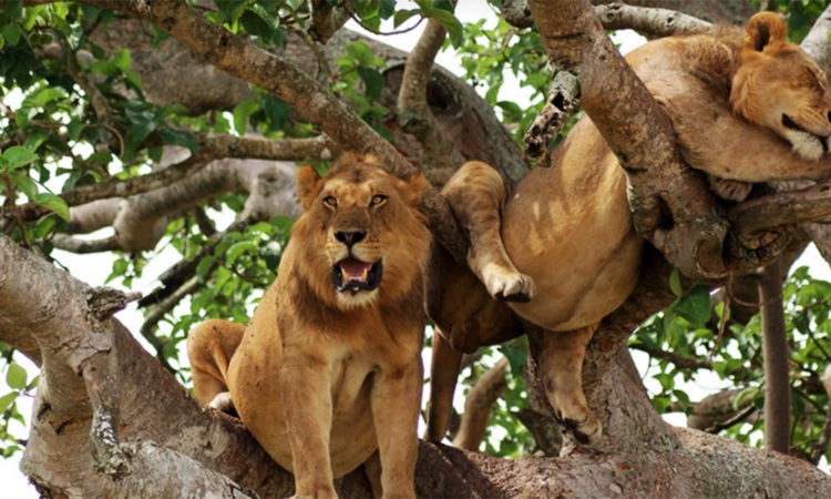 6 Days Queen Elizabeth and Kibale Chimpanzee Experience