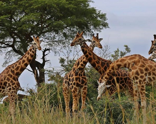 5 Days Murchison Falls National Park Experience
